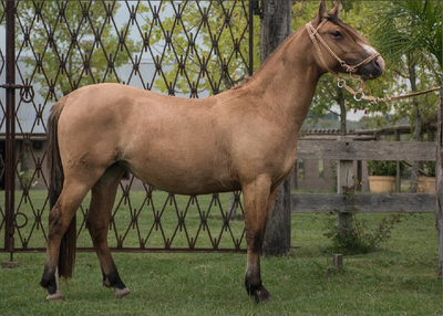 Lote TOBOGAN 84
