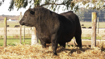 Lote TOROS PUROS DE PEDIGREE