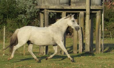 Lote Miñanga Don Miguel