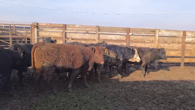Lote 20 Vaquilla Gorda en Los Ángeles, VIII Región Biobío