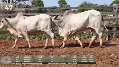 Lote LOTE 47