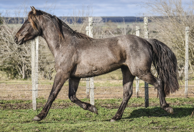 Lote FACHERO LA FLECHILLA