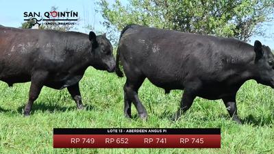 Lote LOTE 13 - ABERDEEN ANGUS PI