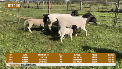 Lote LOTE 108