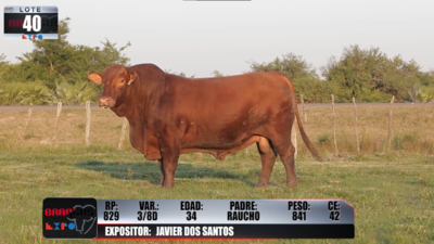 Lote Brangus a Campo Expo 2022 - Lote 40