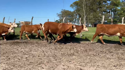 Lote 75 Novillitos