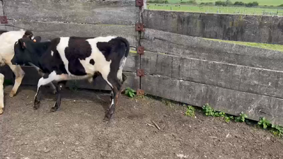 Lote 5 Terneros Holando 90kg -  en Ruta 3 Km 114