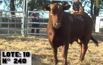 Lote 2 Toros, Salto