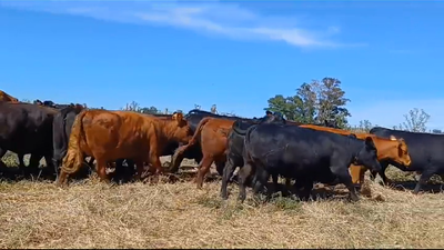 Lote VACAS ENTORADAS