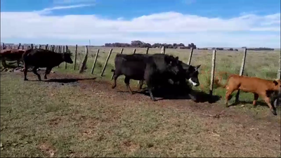 Lote VACAS DE INVERNADA