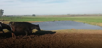 Lote 5 Vaca en Soriano