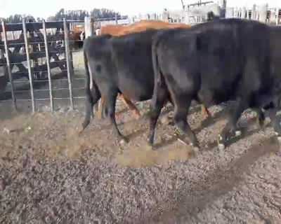 Lote 35 Vacas CUT preñadas en Pirovano, Buenos Aires