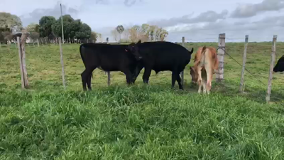 Lote 3 Novillos Kiwy y jersey 250kg -  en Gonzales