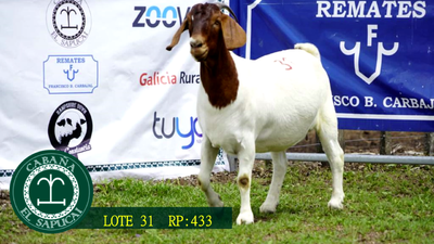 Lote RP 433