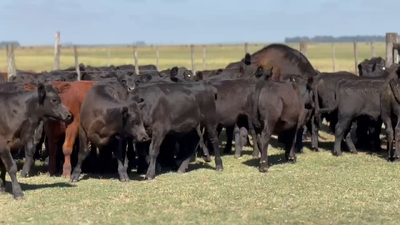 Lote 110 Terneros