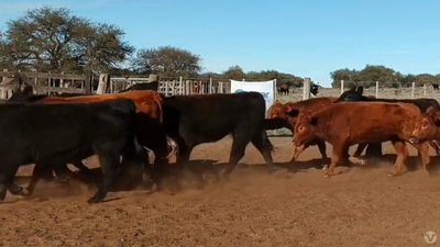 Lote 46 Vaquillonas