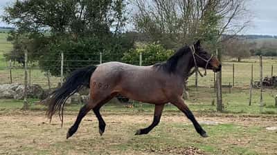 Lote Prometida Molles