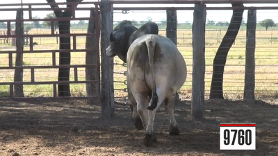 Lote Brahman