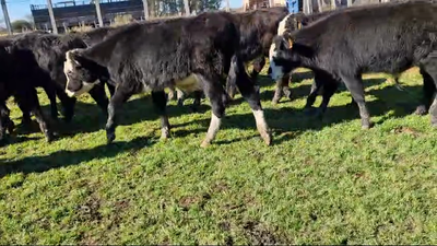 Lote 21 Terneros Angus y Cruzas en Colonia America