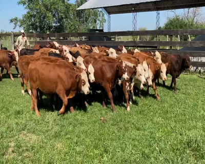 Lote 78 Terneros/as en Mercedes, Corrientes
