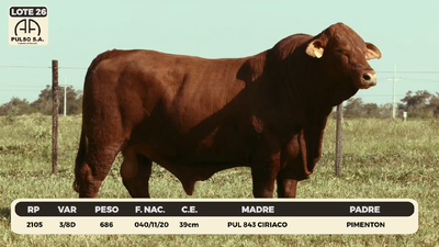 Lote LOTE 26