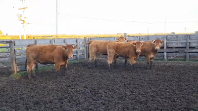 Lote VACAS DE INVERNADA