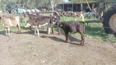 Lote 5 Terneros Cruzas en Liberta