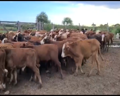 Lote 250 Terneros en Perugorría, Corrientes