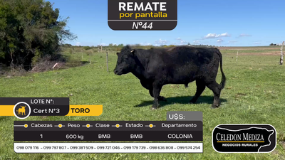 Lote 1 Toros en Carmelo, Colonia