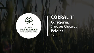 Lote YEGUA