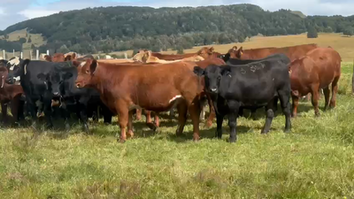 Lote 30 Novillo Engorda en Coyhaique, XI Región Aysén