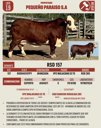 Lote LOTE 19