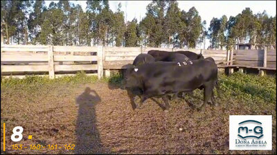 Lote 4 Toros Angus Pi, Treinta y Tres