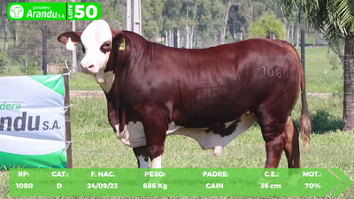 Lote LOTE 50
