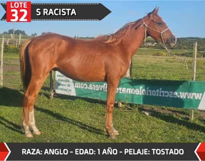 Lote S RACISTA