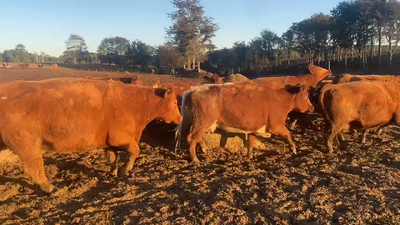 Lote 40 Vaca Gorda en Los Muermos, X Región Los Lagos