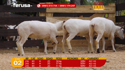 Lote Lote 2