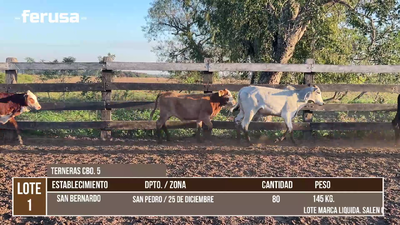 Lote LOTE 1