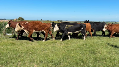 Lote VACAS DE INVERNADA