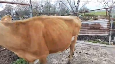 Lote Vaquillonas  Jersey 350kg -  en Mundo Azul