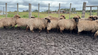 Lote OVEJAS