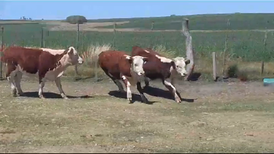 Lote (Vendido)4 Vaquillonas 1 a 2 años HEREFORD 270kg -  en SANTA RITA