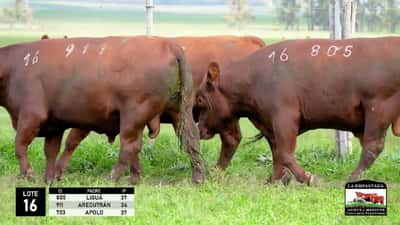 Lote 3 Toros Red Angus, Durazno