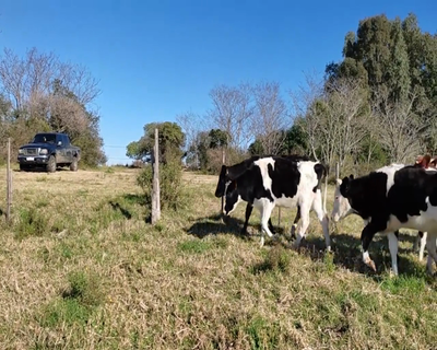 Lote (Vendido)10 Vaquillonas  7 HO,  1 NO,  1 RA X HO 224kg - , Colonia