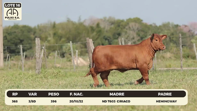 Lote LOTE 16