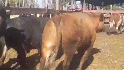 Lote 45 Novillo Gordo en Yerbas Buenas, VII  Región Maule
