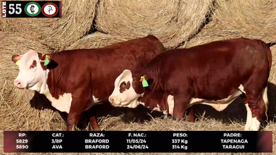 Lote LOTE 55