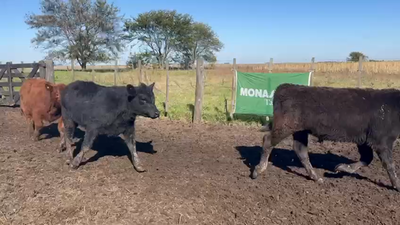 Lote 66 Terneros EN AYACUCHO