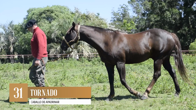 Lote Yeguarizos, San José