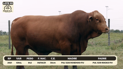 Lote LOTE 53
